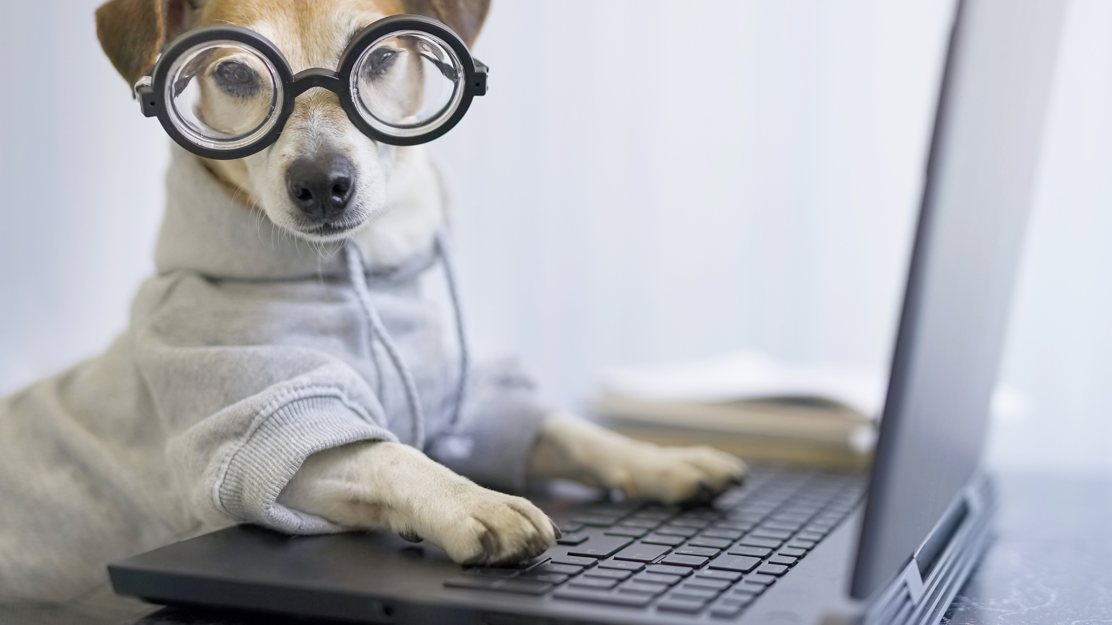 marketing-dog marketing-dog