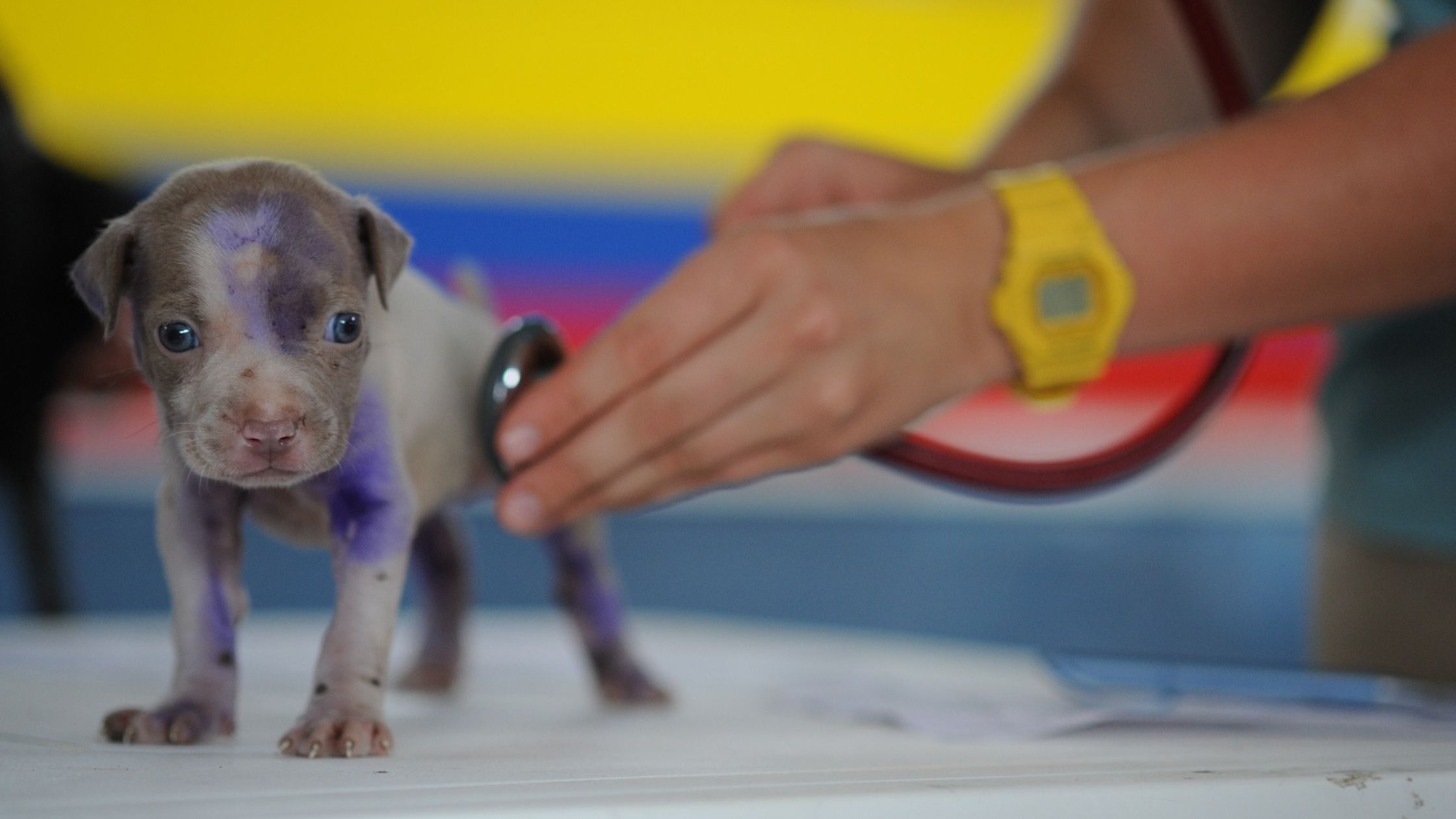 vet-care-puppy vet-care-puppy
