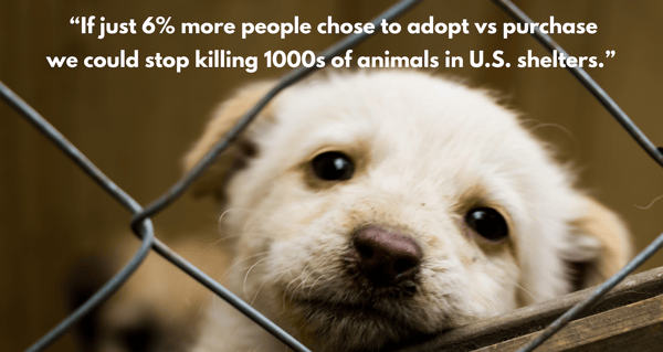 If just 6% more people chose to adopt vs purchase their pets, we would end the killing of dogs and cats in our nations shelters. ~Best Friends Animal Society #adoptdontshop #adoptionsaveslives