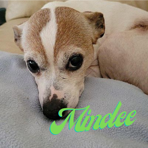 Adopt-Mindee