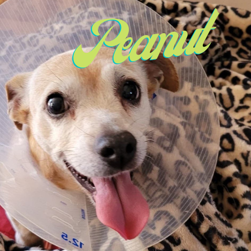 Adopt-Peanut