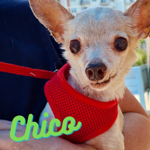 Chico