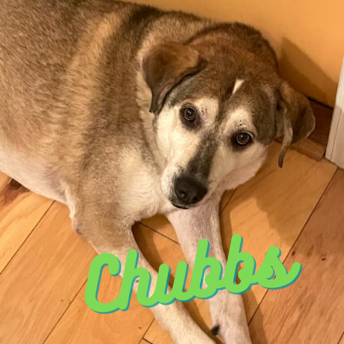 Chubbs-3
