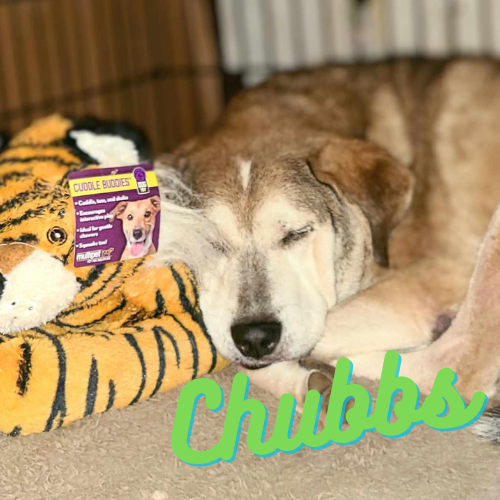Chubbs-4