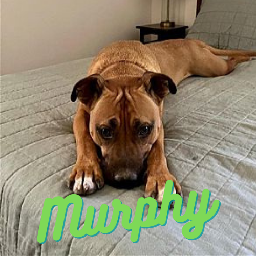 Murphy-1
