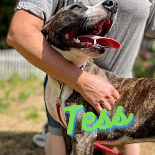Tess